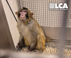 Read more about the article Last Chance for Animals Condemns York University for Ignoring Public Outcry and Continuing to Defend Cruel Primate Research Program Despite Investigation Documenting Suffering of Nine Macaques