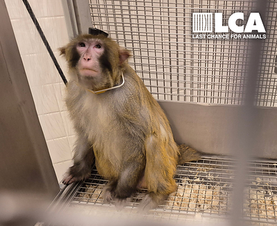 Read more about the article Last Chance for Animals Condemns York University for Ignoring Public Outcry and Continuing to Defend Cruel Primate Research Program Despite Investigation Documenting Suffering of Nine Macaques