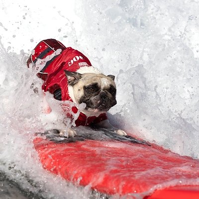 Read more about the article SURF’S UP FOR THE WORLD’S PAW-SOME-EST COMPETITORS!